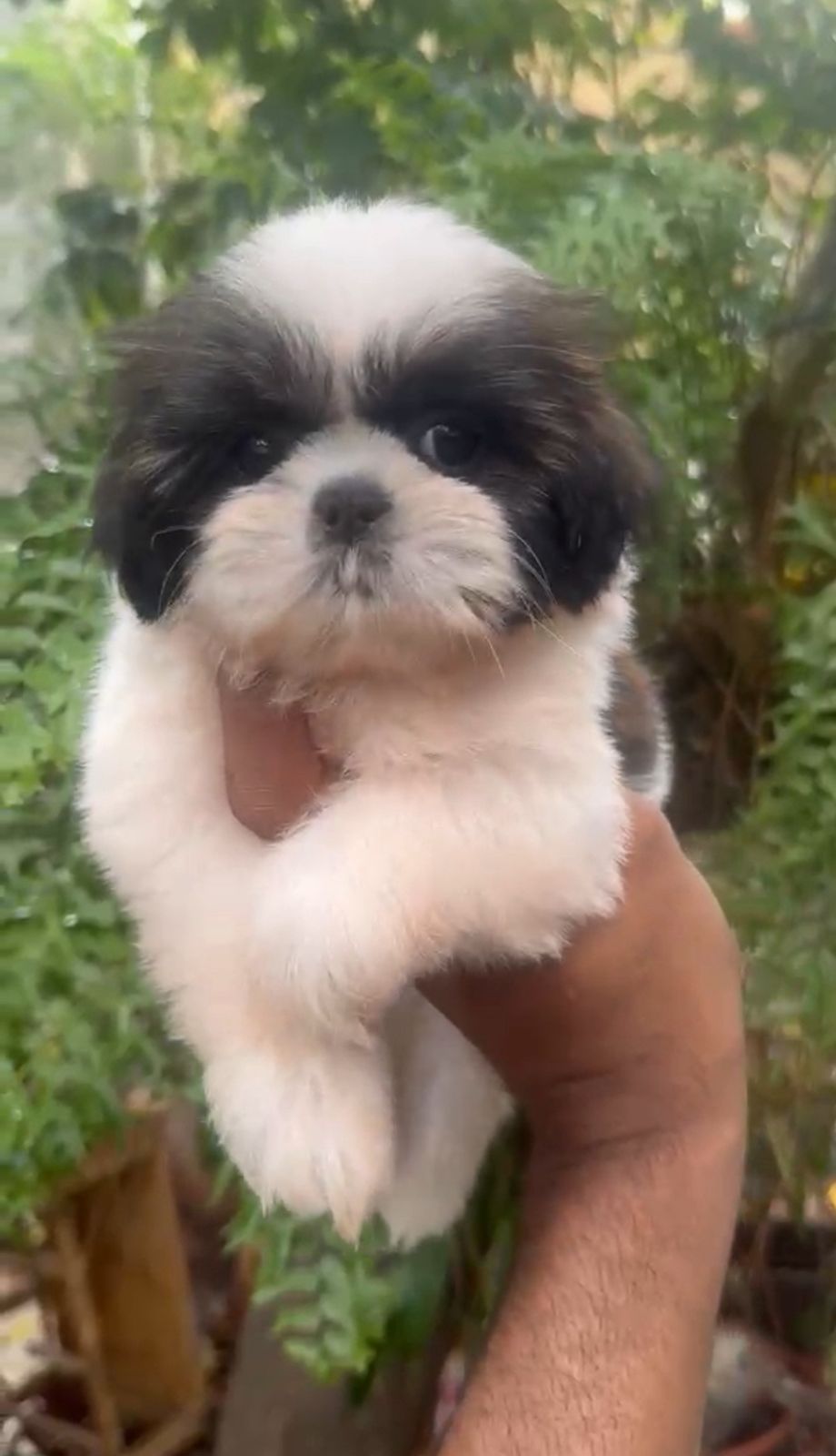 OFERTA CACHORRO SHIH TZU MACHO EN SANTO DOMINGO Y VACUNADOS  Foto 7314633-2.jpg