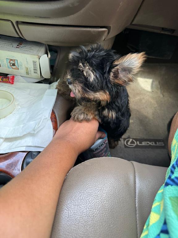 OFERTA CACHORRO YORKIE HEMBRA EN SANTO DOMINGO Y VACUNA AL DIA  Foto 7314634-1.jpg