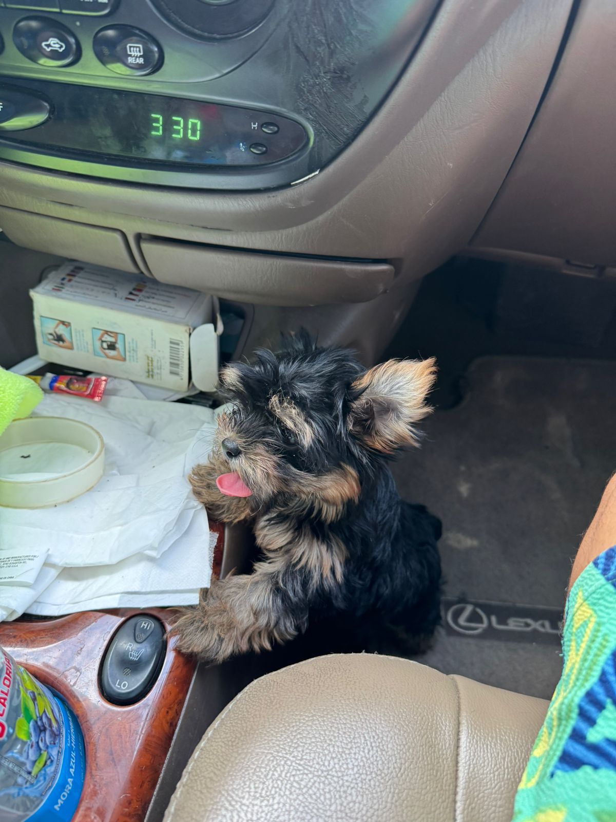 OFERTA CACHORRO YORKIE HEMBRA EN SANTO DOMINGO Y VACUNA AL DIA  Foto 7314634-3.jpg