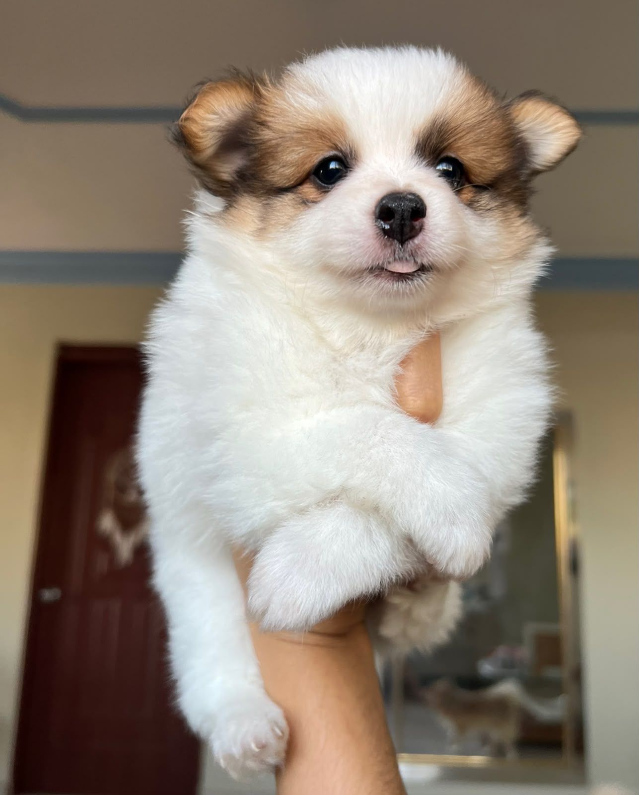 OFERTA CACHORRO POMERANIA AMBOS SEXO EN SANTO DOMINGO Y VACUNADA Foto 7314635-2.jpg