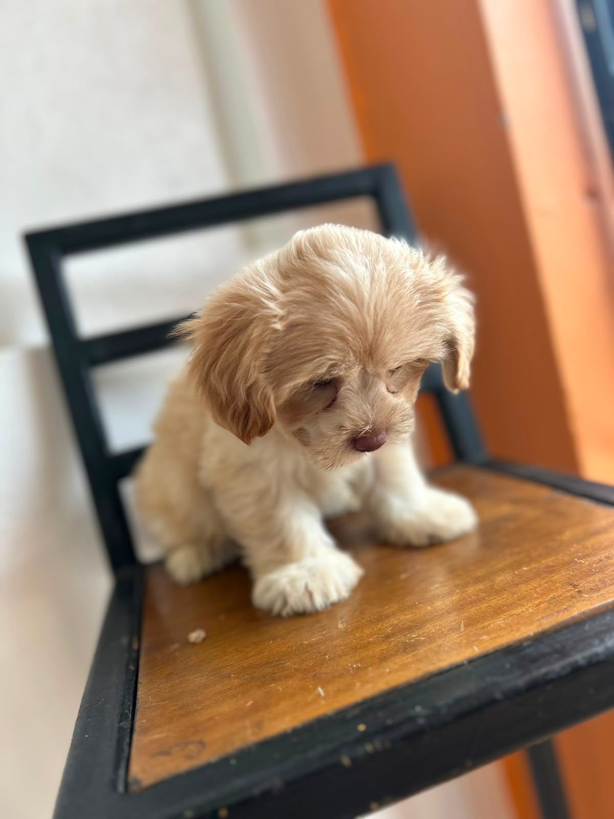 OFERTA CACHORRO MALTIPOO AMBOS SEXO EN SANTO DOMINGO Y VACUNA AL DIA  Foto 7314666-1.jpg