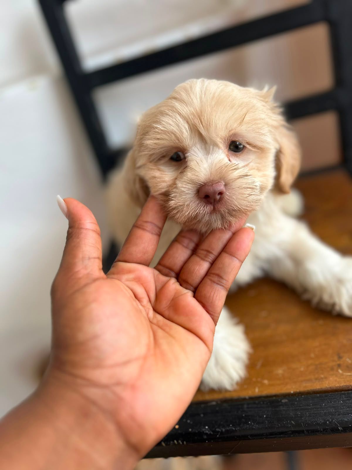OFERTA CACHORRO MALTIPOO AMBOS SEXO EN SANTO DOMINGO Y VACUNA AL DIA  Foto 7314666-3.jpg