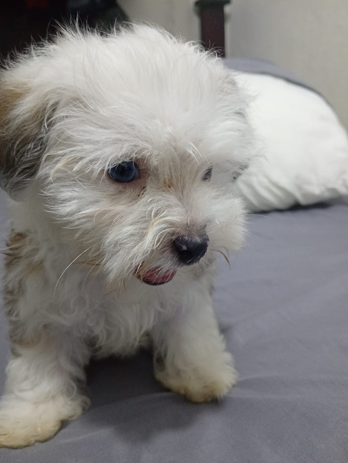 Cachorro Poodle Foto 7315059-3.jpg