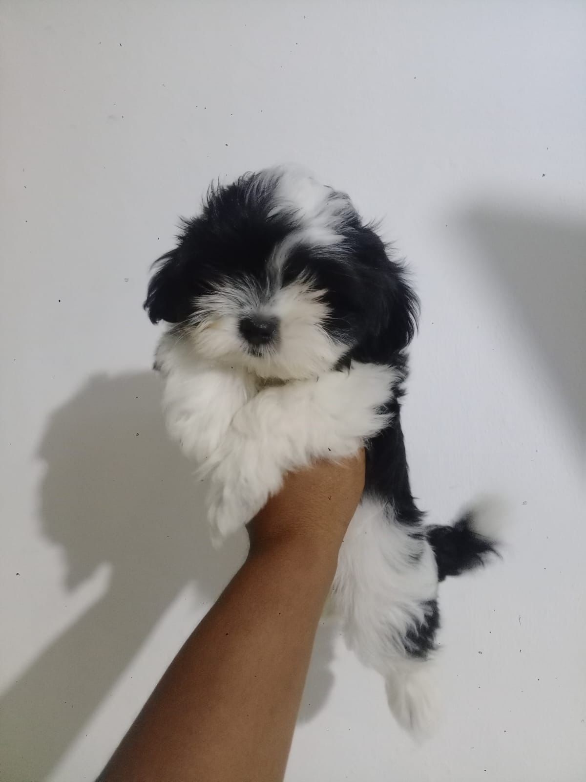 OFERTA CACHORRO SHIH TZU  HEMBRA EN SANTO DOMINGO Y VACUNA AL DIA  Foto 7315221-3.jpg