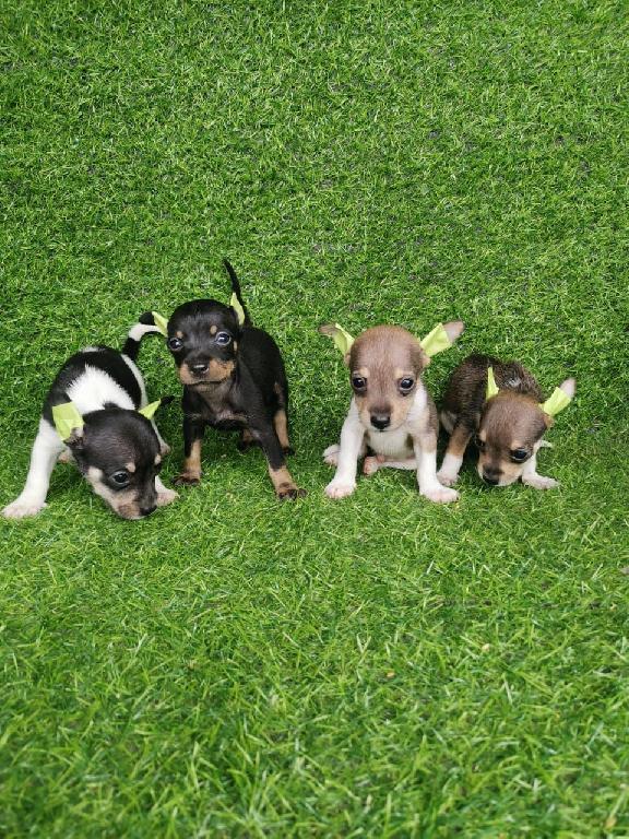 OFERTA CACHORRO CHIHUAHUA  AMBOS SEXO EN SANTO DOMINGO Y VACUNA AL DIA Foto 7315222-1.jpg
