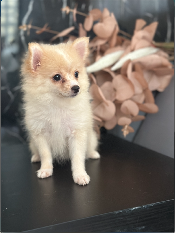 Pomerania Puro  Foto 7315239-1.jpg