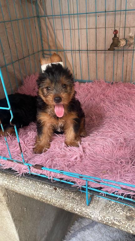 OFERTA CACHORRO YORKIE MACHO UBICADA EN SANTO DOMINGO Y VACUNA AL DIA  Foto 7315268-1.jpg