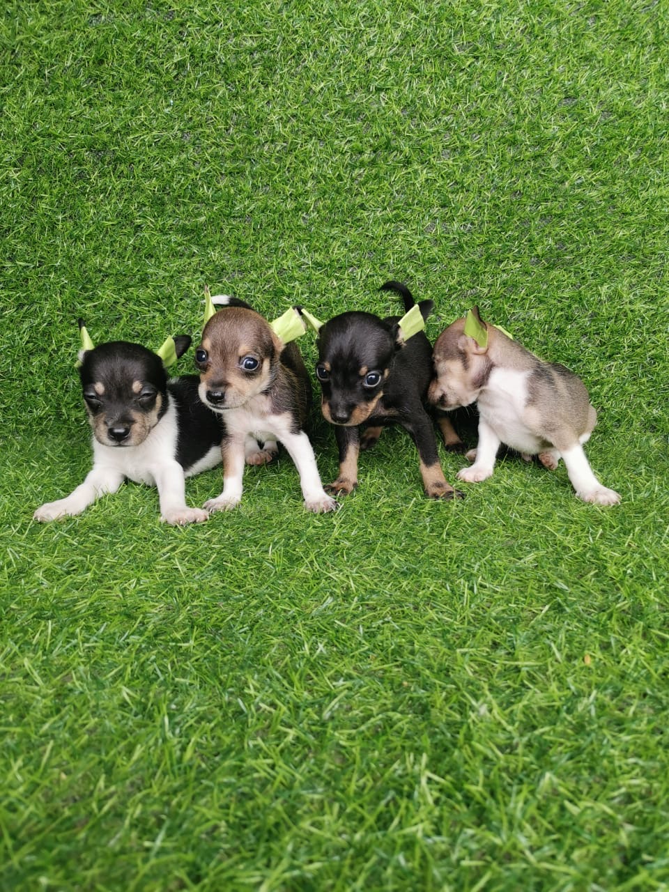 Chihuahua Ambos Sexos  Foto 7315318-2.jpg
