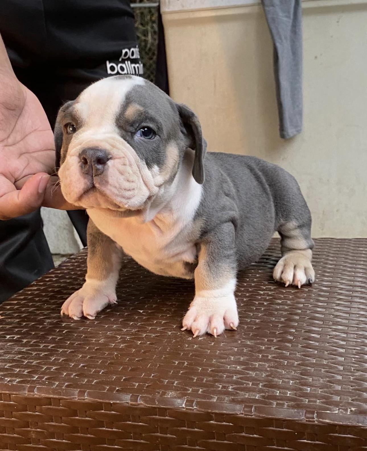 American Bully Pocket Ambos Sexos  Foto 7315322-2.jpg