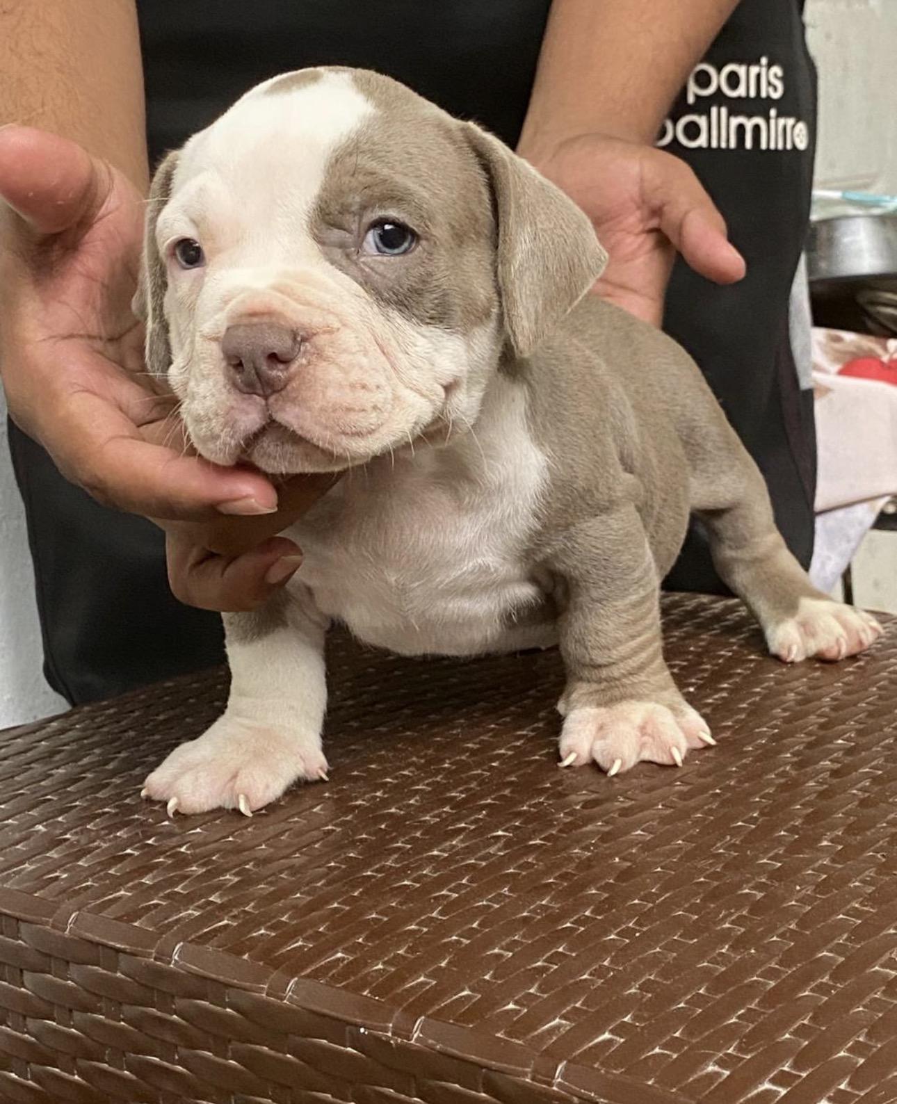 American Bully Pocket Ambos Sexos  Foto 7315322-3.jpg