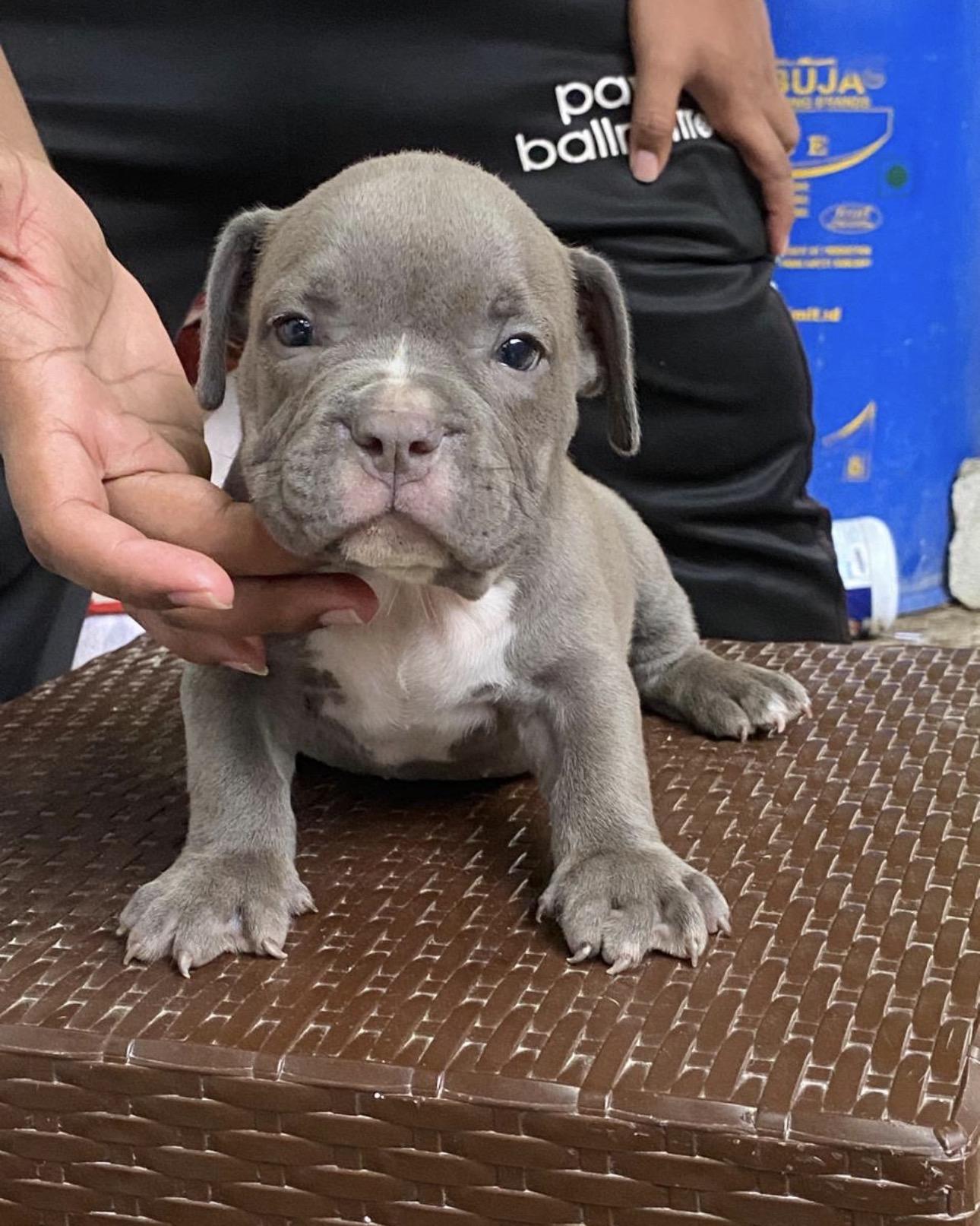 American Bully Pocket Ambos Sexos  Foto 7315322-4.jpg