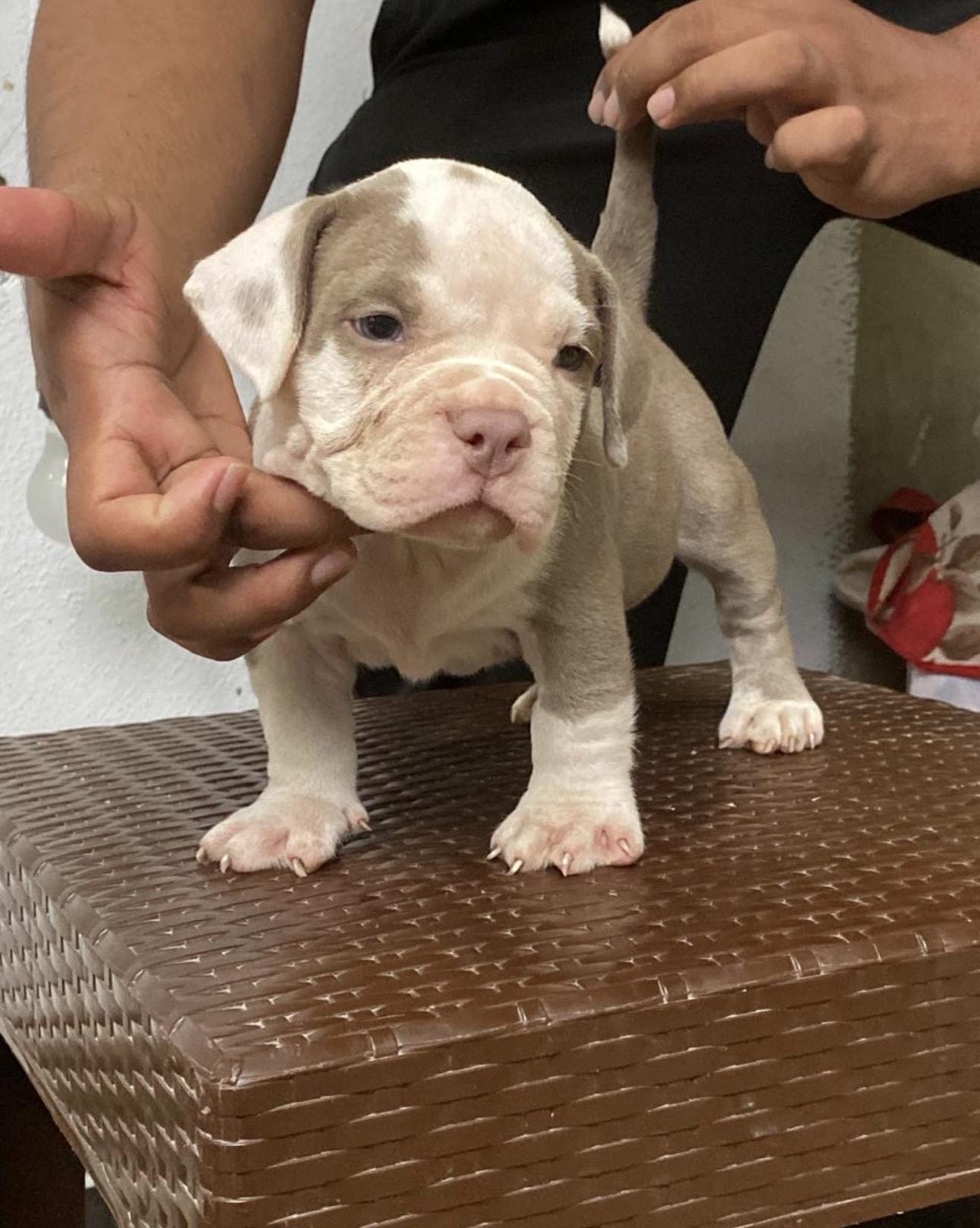 American Bully Pocket Ambos Sexos  Foto 7315322-7.jpg