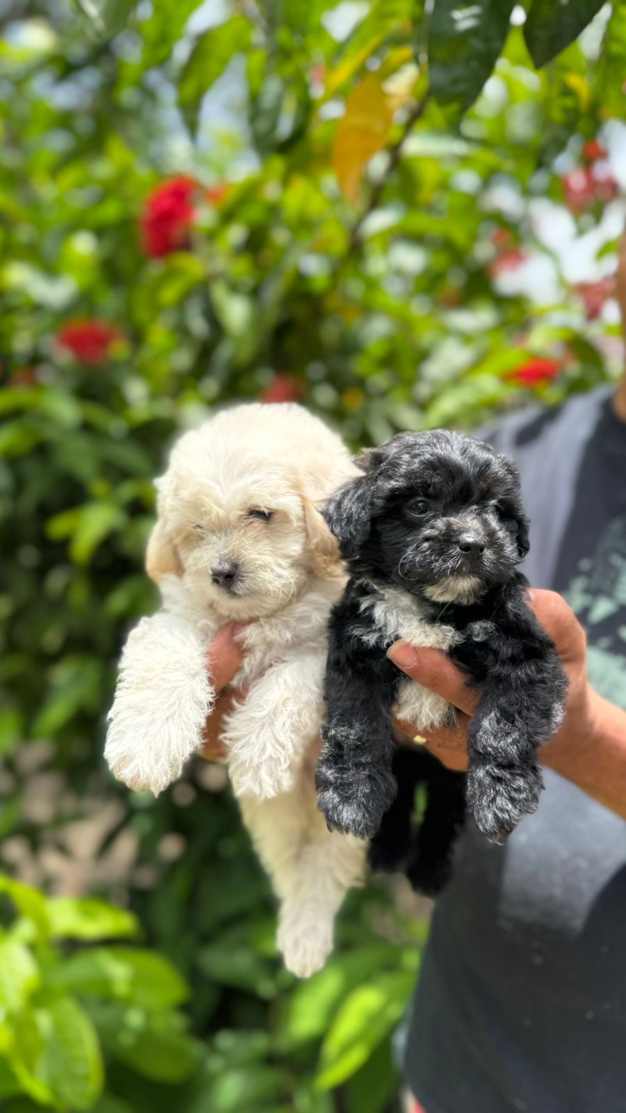Maltipoo Ambos Sexos  Foto 7315330-1.jpg