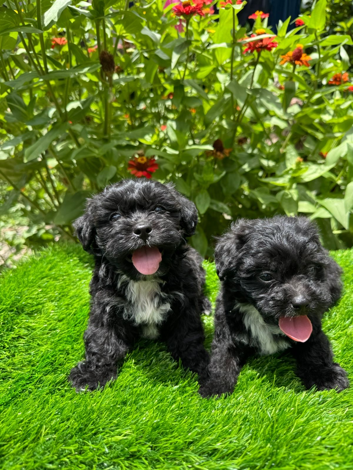 Maltipoo Ambos Sexos  Foto 7315330-2.jpg