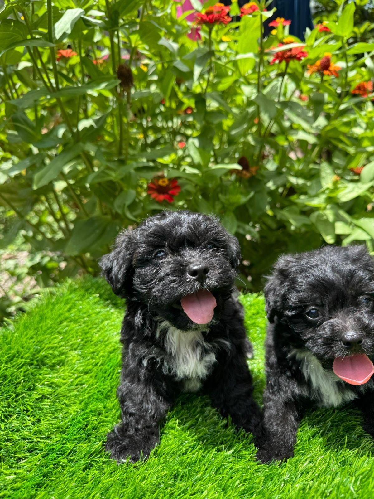 Maltipoo Ambos Sexos  Foto 7315330-3.jpg