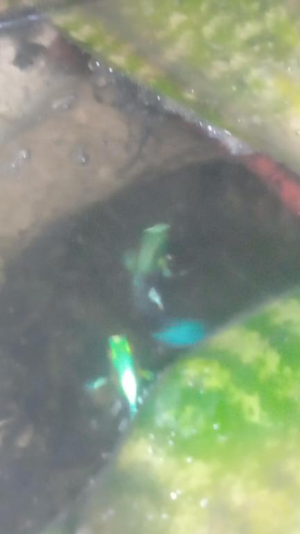 guppies de colores Foto 7315377-1.jpg