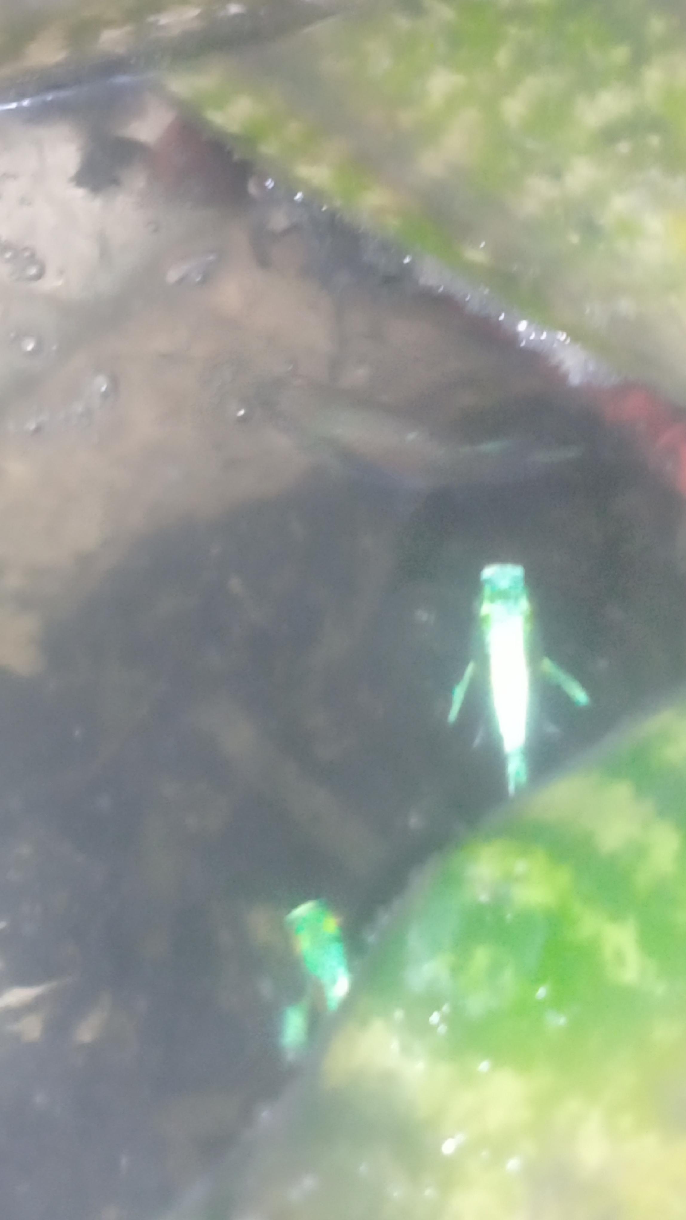 guppies de colores Foto 7315377-2.jpg