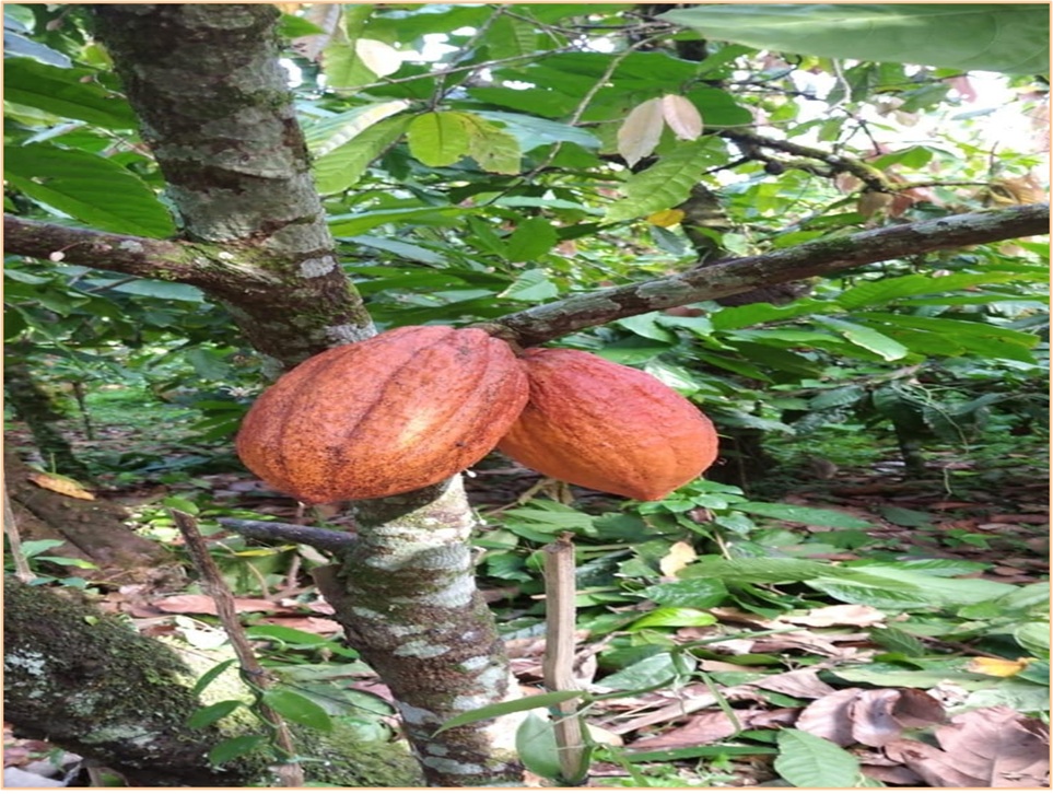 ULTIMA REBAJA en Finca de CACAO en PRODUCCION 112 tareas en El Valle d Foto 7315669-2.jpg