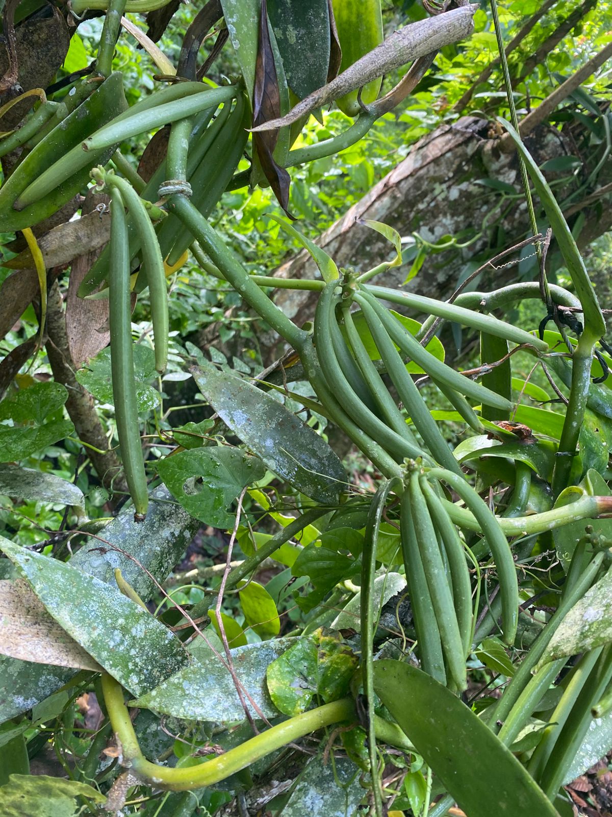 ULTIMA REBAJA en Finca de CACAO en PRODUCCION 112 tareas en El Valle d Foto 7315669-6.jpg