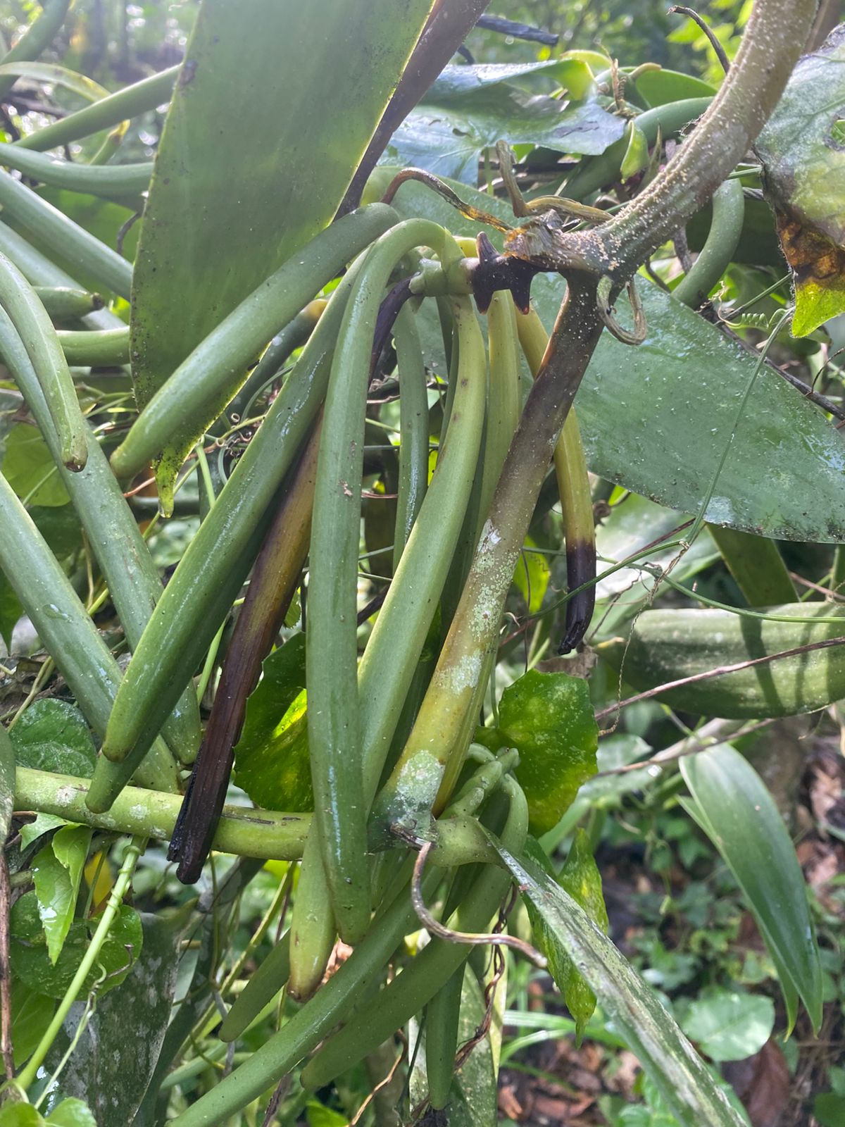 ULTIMA REBAJA en Finca de CACAO en PRODUCCION 112 tareas en El Valle d Foto 7315669-8.jpg
