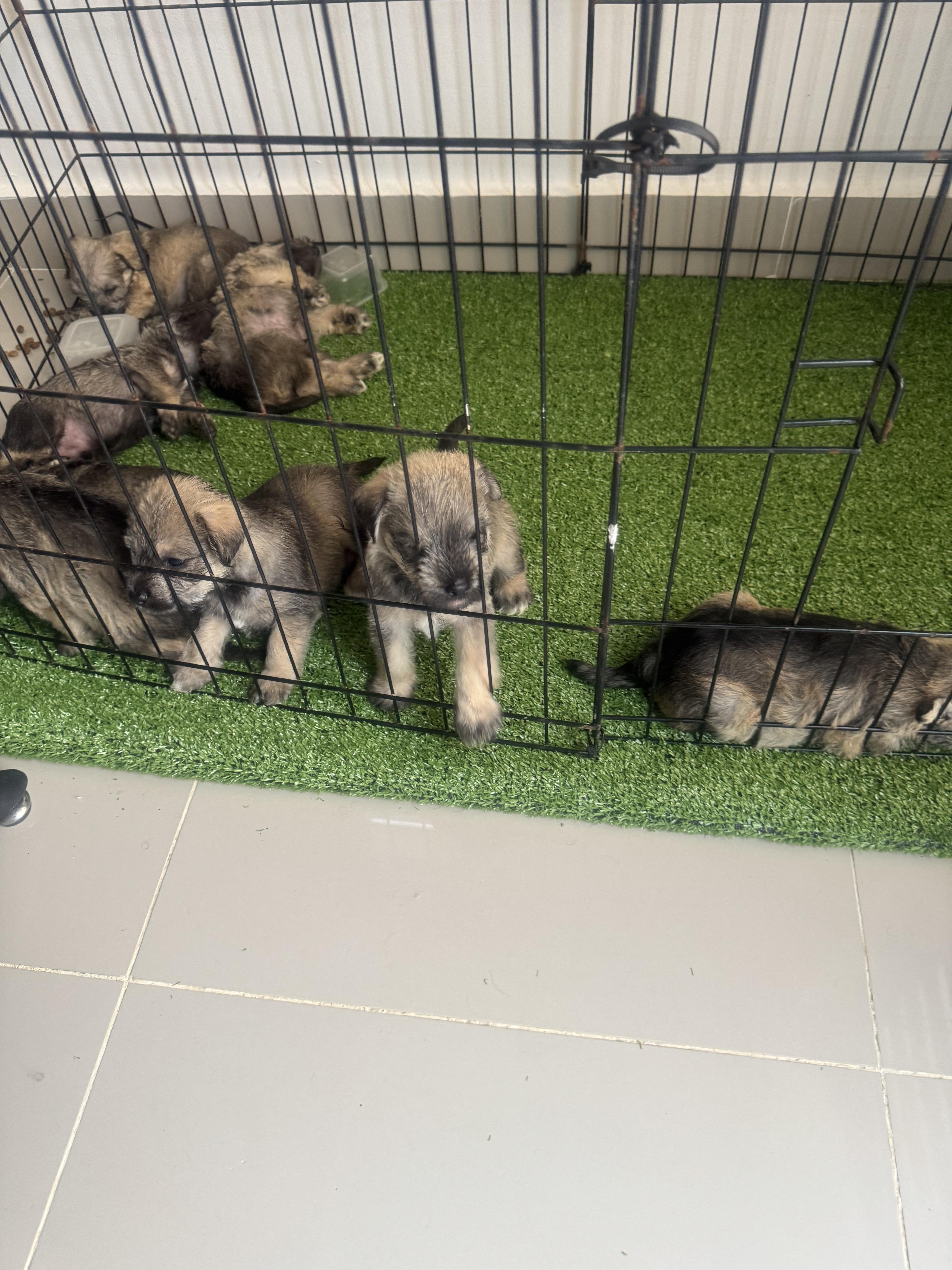 ???? Hermosos cachorros Schnauzer miniatura en venta! ???? Foto 7315707-4.jpg