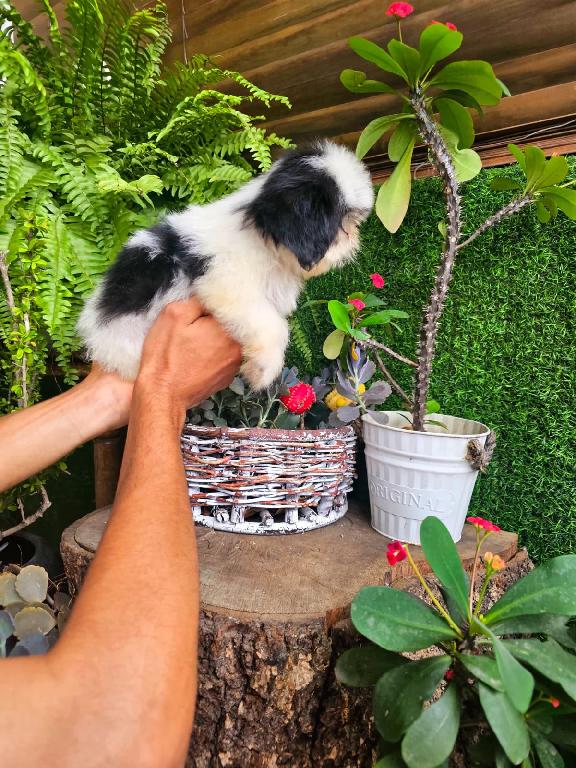 OFERTA CACHORRO SHIH TZU MACHO EN SANTO DOMINGO Y VACUNADOS  Foto 7315769-1.jpg