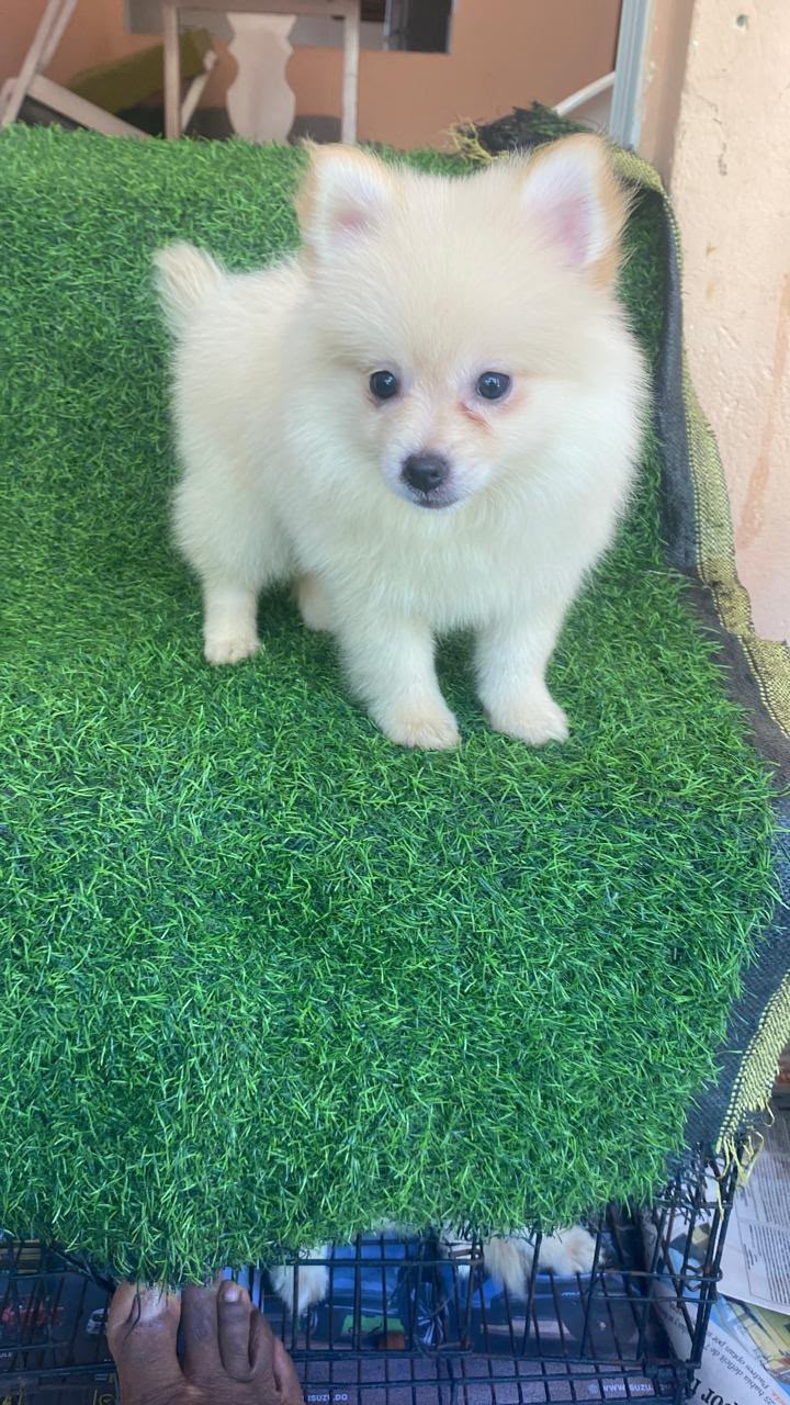 OFERTA CACHORRO POMERANIA AMBOS SEXO EN SANTO DOMINGO Y VACUNADA Foto 7315817-2.jpg