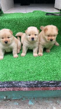 Chow chow Ambos Sexos  Foto 7315823-1.jpg