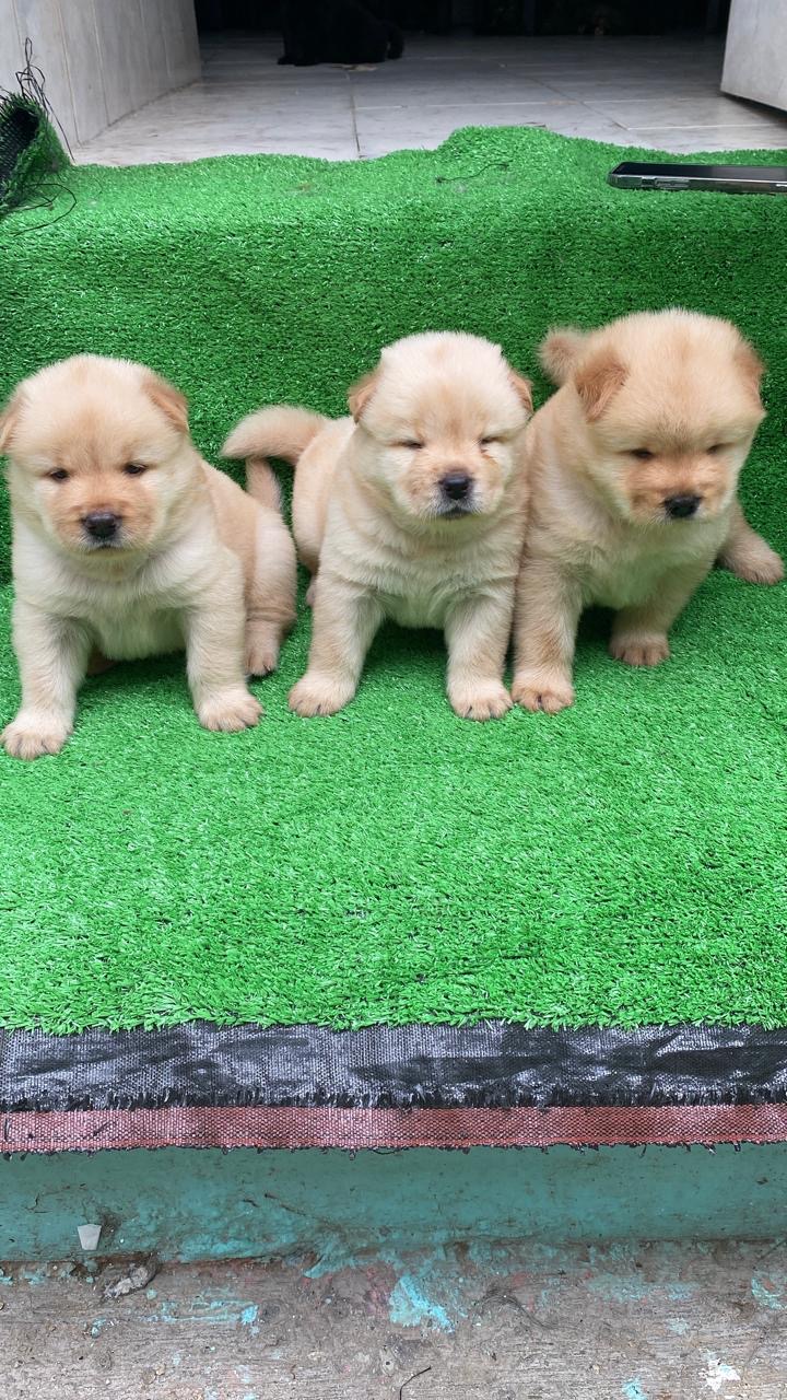Chow chow Ambos Sexos  Foto 7315823-2.jpg