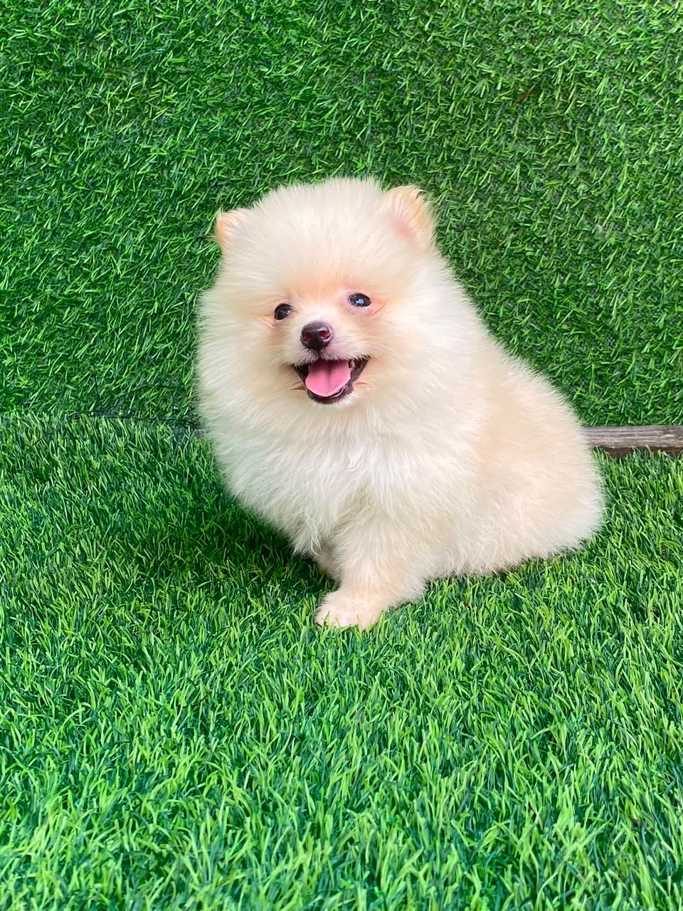 Pomerania Macho  Foto 7315824-3.jpg