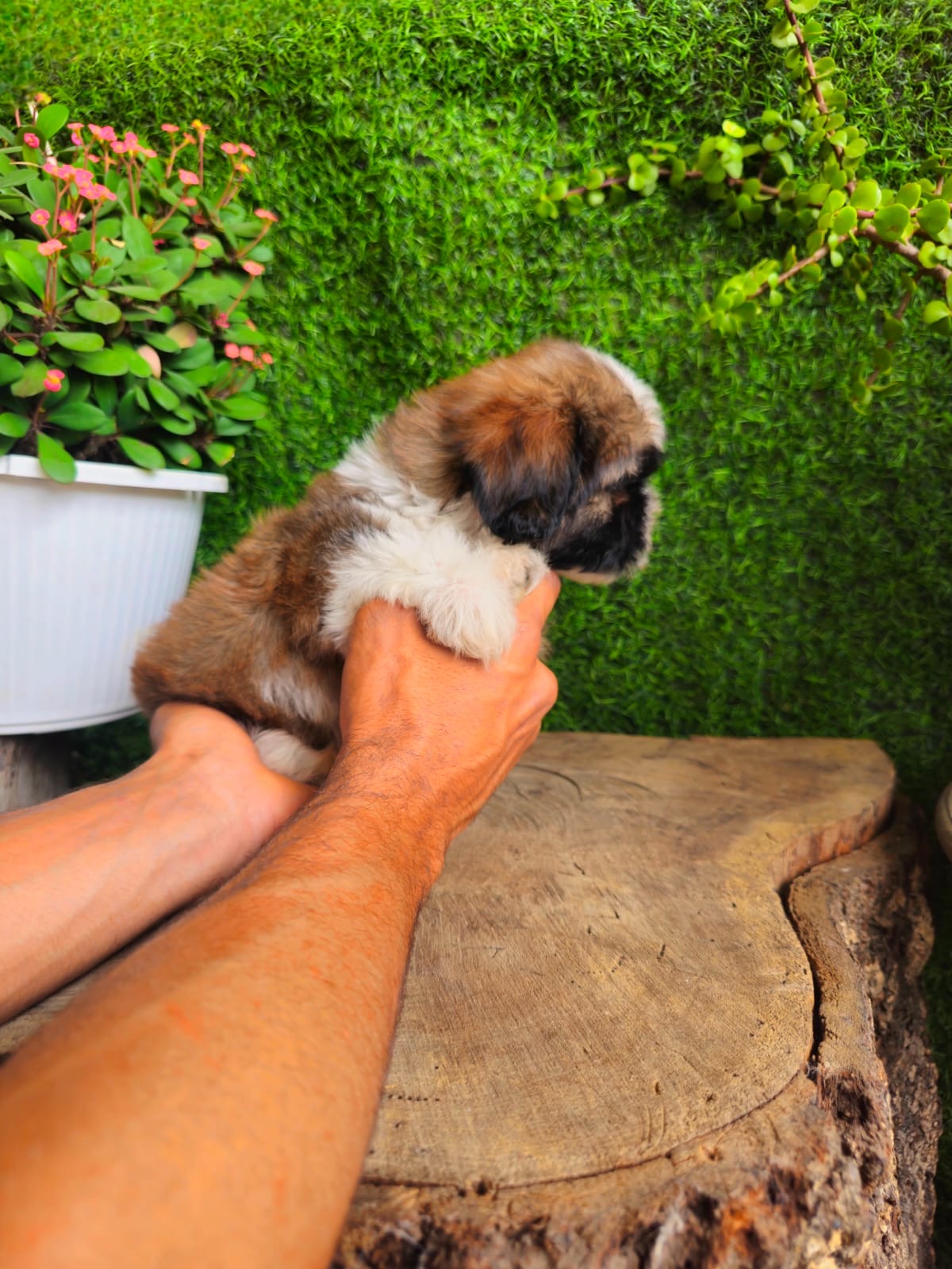 Shipoo Ambos Sexos  Foto 7315825-2.jpg