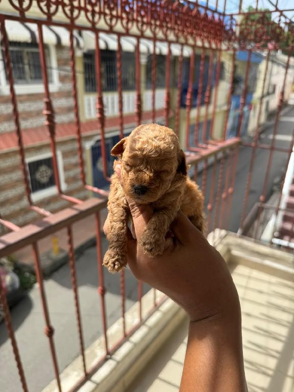 Poodle Toy Ambos Sexos  Foto 7315826-1.jpg