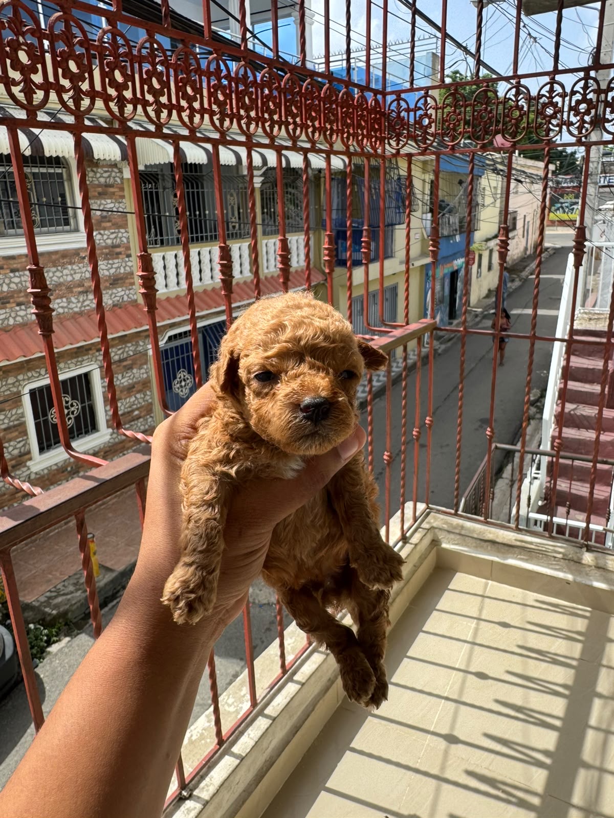 Poodle Toy Ambos Sexos  Foto 7315826-2.jpg
