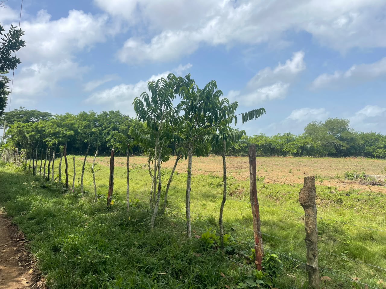 Vendo Finca GANADERA – AGRICOLA de 50 tareas en DON JUAN MONTE PLATA Foto 7316001-3.jpg