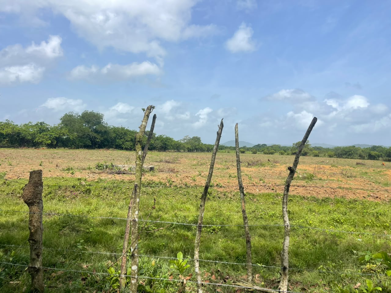 Vendo Finca GANADERA – AGRICOLA de 50 tareas en DON JUAN MONTE PLATA Foto 7316001-7.jpg
