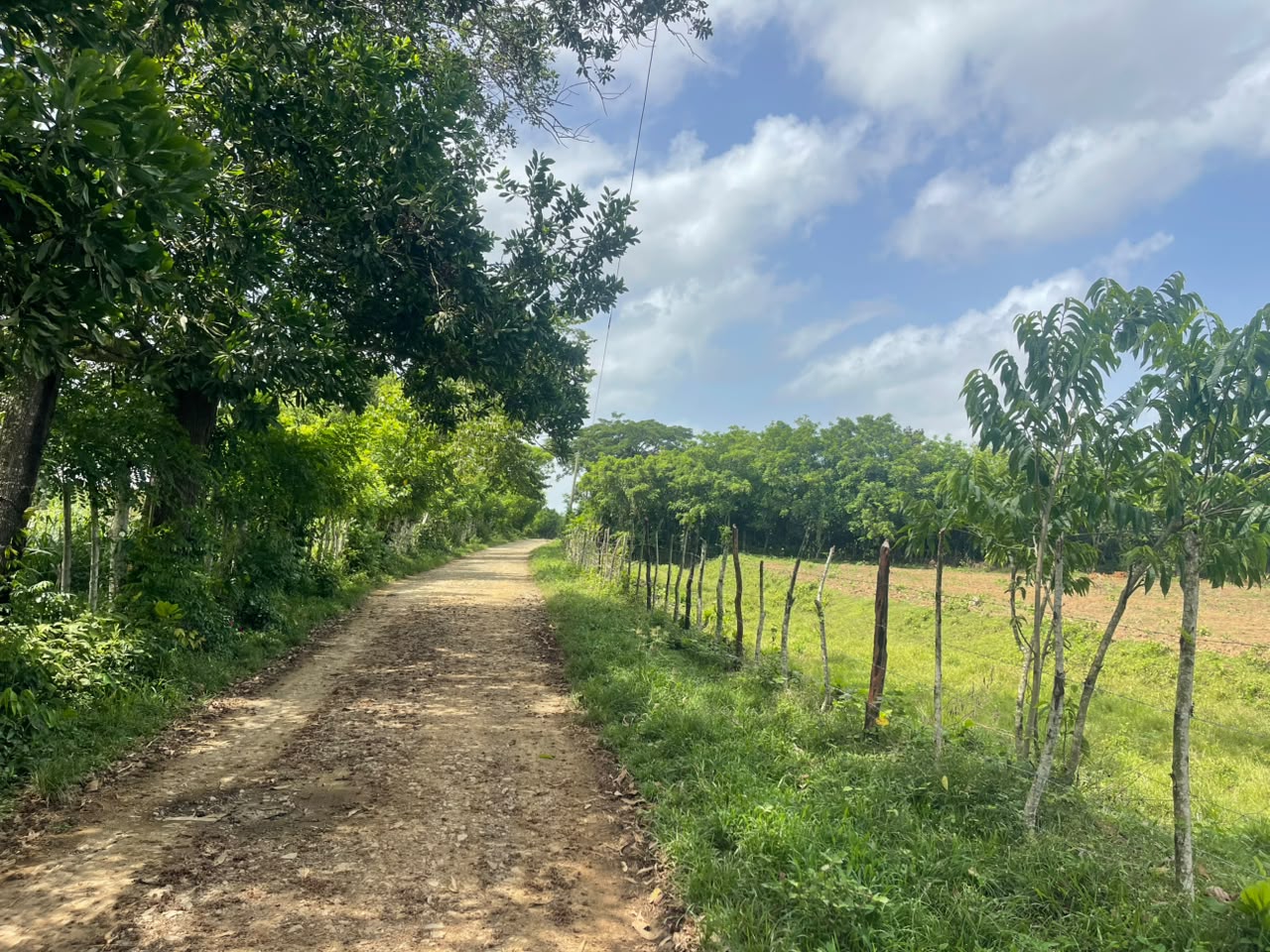 Vendo Finca GANADERA – AGRICOLA de 50 tareas en DON JUAN MONTE PLATA Foto 7316001-8.jpg