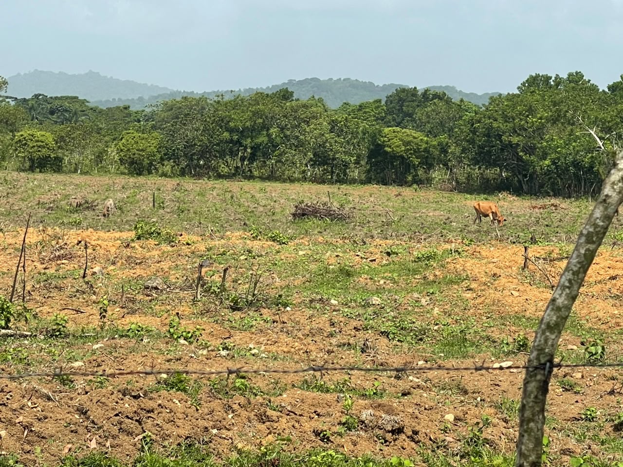 Vendo Finca GANADERA – AGRICOLA de 50 tareas en DON JUAN MONTE PLATA Foto 7316001-9.jpg