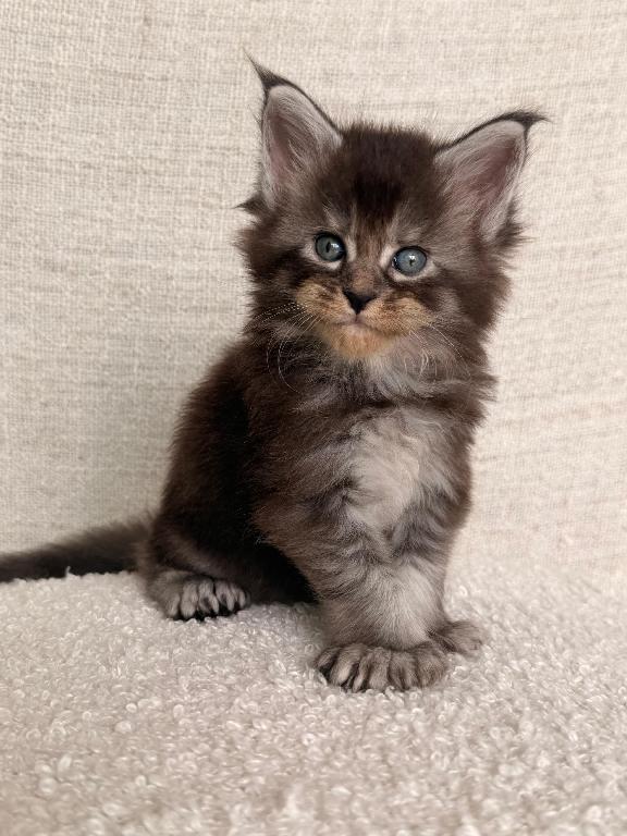 Maine Coon Ambos Sexos  Foto 7316081-1.jpg
