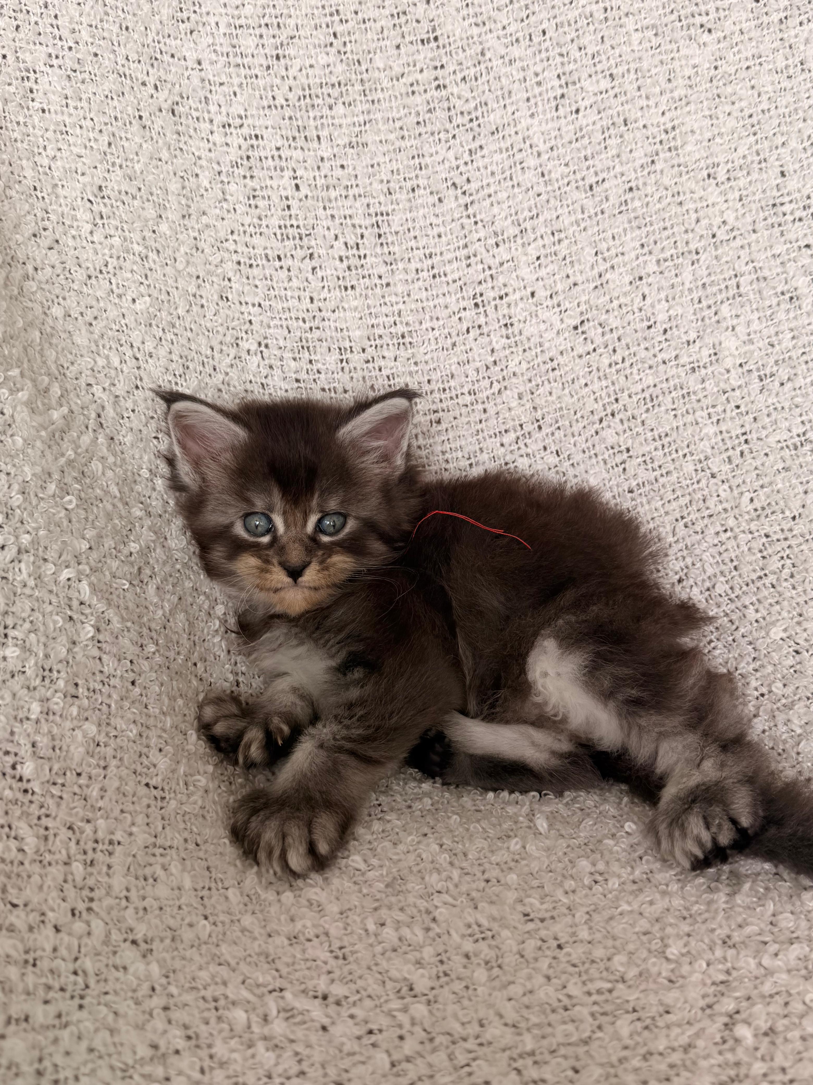 Maine Coon Ambos Sexos  Foto 7316081-2.jpg