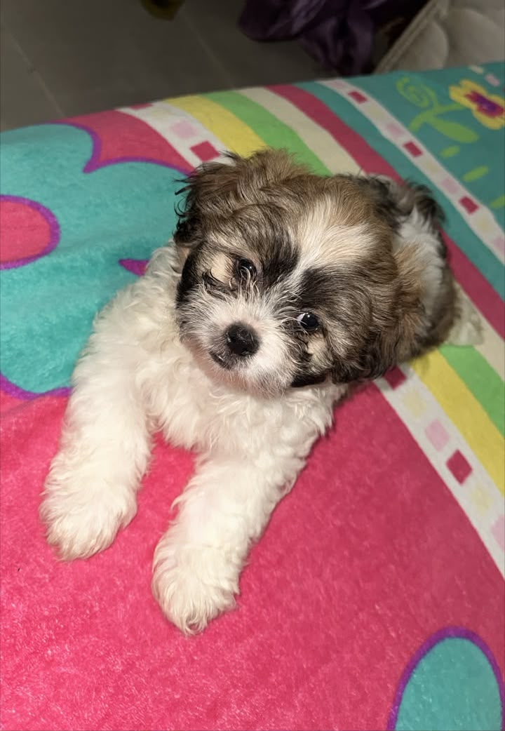OFERTA CACHORRO SHIPOO MACHO EN SANTO DOMINGO Y VACUNA AL DIA  Foto 7316165-1.jpg