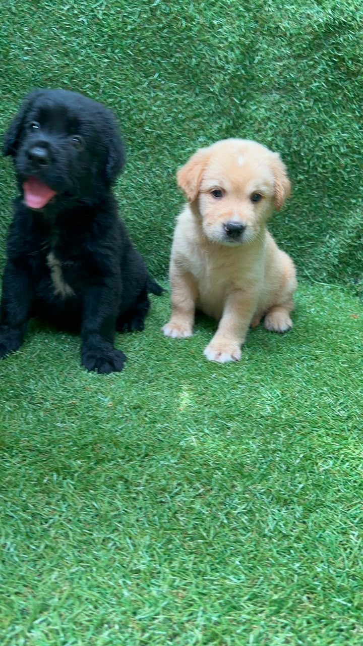 OFERTA CACHORRO LABRADOR RETRIEVER AMBOS SEXO UBICADOS EN SANTO DOMING Foto 7316171-3.jpg