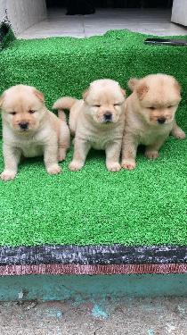OFERTA CACHORRO CHOW CHOW AMBOS SEXO EN SANTO DOMINGO Y VACUNA AL DIA  Foto 7316172-1.jpg