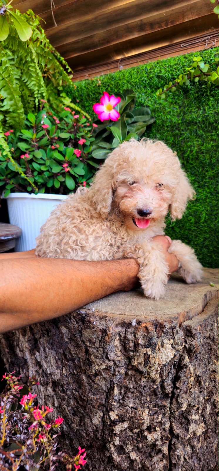 OFERTA CACHORRO POODLE CANICHE TOY MACHO  EN SANTO DOMINGO CON TODO AL Foto 7316173-3.jpg