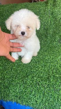 OFERTA CACHORRO SHIPOO HEMBRA EN SANTO DOMINGO Y VACUNA AL DIA  Foto 7316174-1.jpg