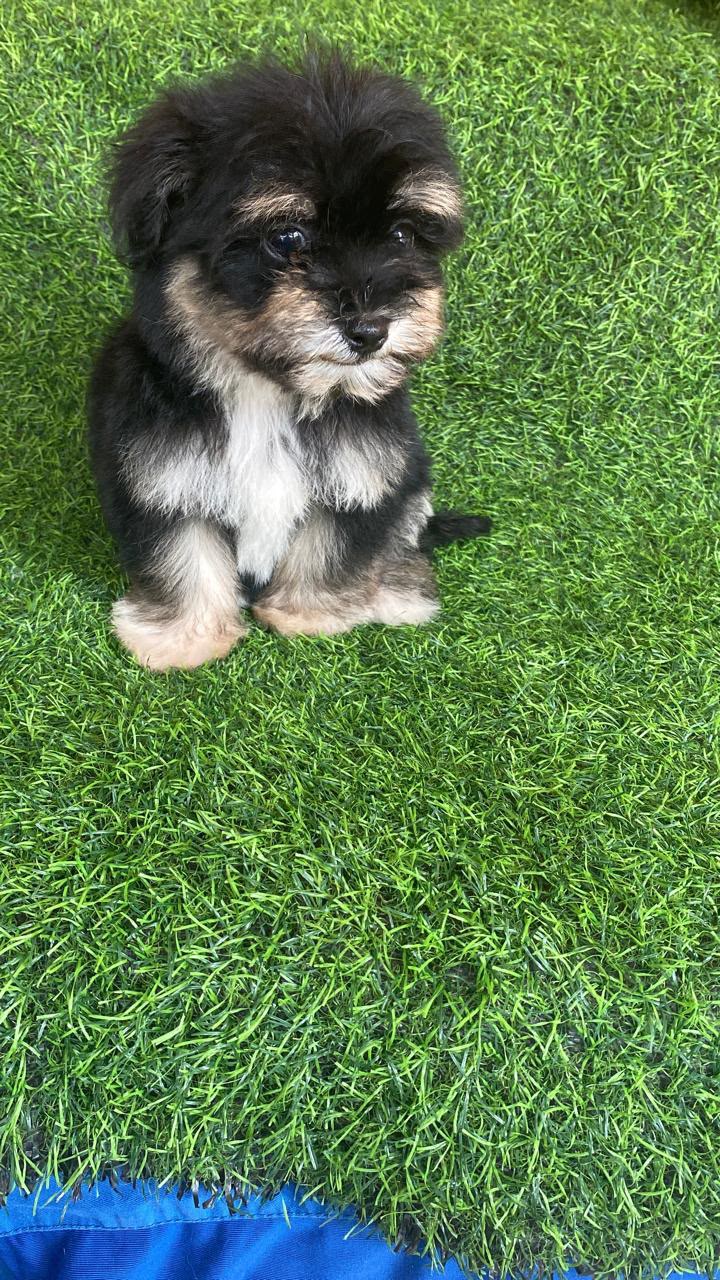 OFERTA CACHORRO SHIPOO HEMBRA EN SANTO DOMINGO Y VACUNA AL DIA  Foto 7316174-2.jpg