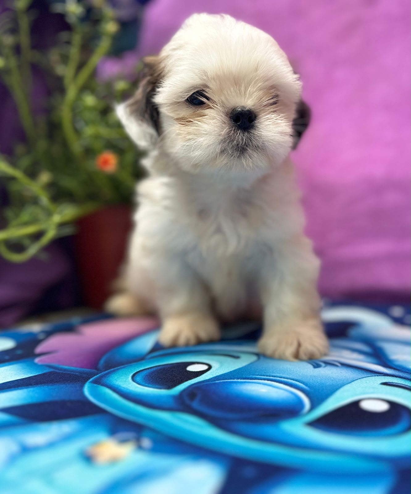 OFERTA CACHORRO SHIH TZU MACHO EN SANTO DOMINGO Y VACUNADOS  Foto 7316176-1.jpg