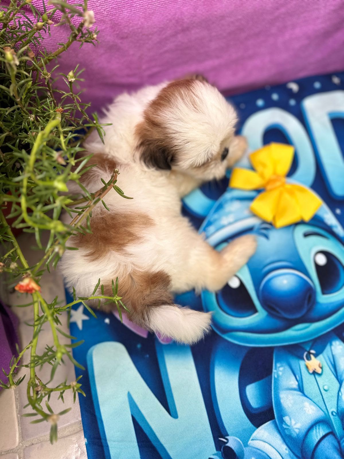 OFERTA CACHORRO SHIH TZU MACHO EN SANTO DOMINGO Y VACUNADOS  Foto 7316176-2.jpg