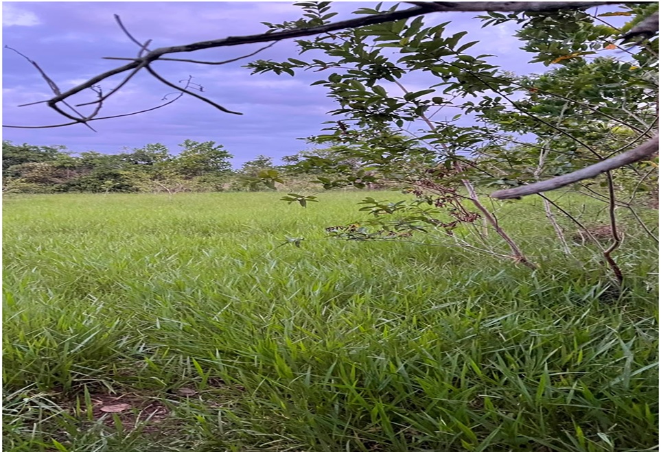 Vendo Finca GANADERA – AGRICOLA de 35 tareas dentro del DEAN MONTE PLA Foto 7316179-3.jpg
