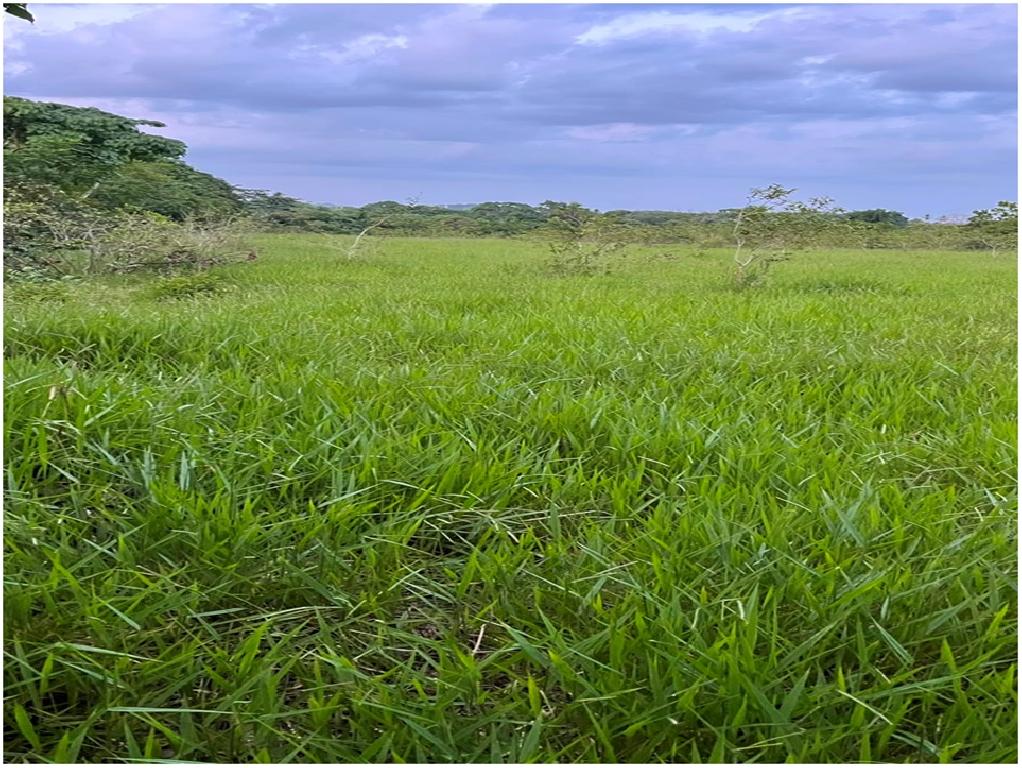 Vendo Finca GANADERA – AGRICOLA de 35 tareas dentro del DEAN MONTE PLA Foto 7316179-5.jpg