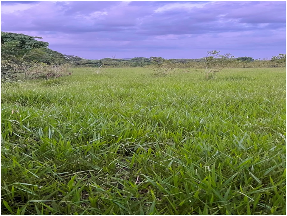 Vendo Finca GANADERA – AGRICOLA de 35 tareas dentro del DEAN MONTE PLA Foto 7316179-7.jpg